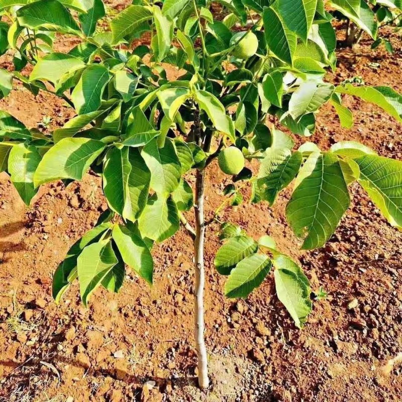 核桃树苗嫁接果树苗香玲核桃新疆薄皮核桃苗耐寒南方北方种植