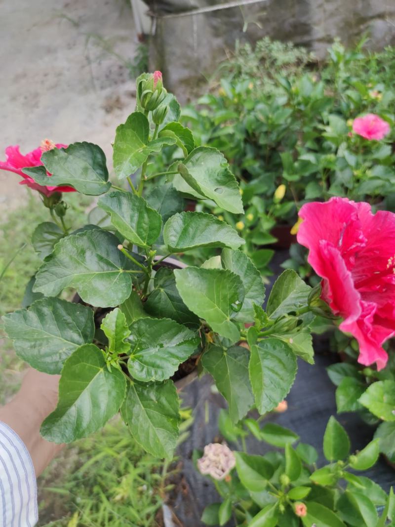 丹麦木槿