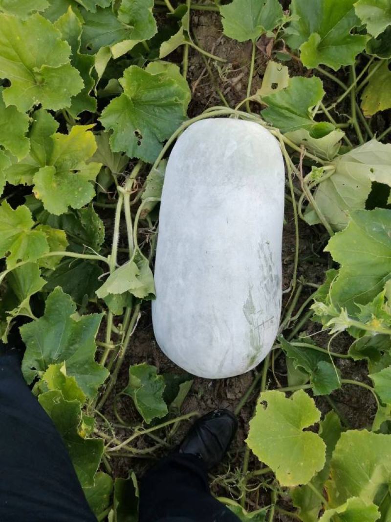 文昌中桶坐瓜马上开园