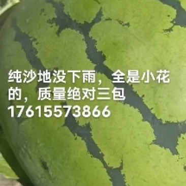 保康西瓜