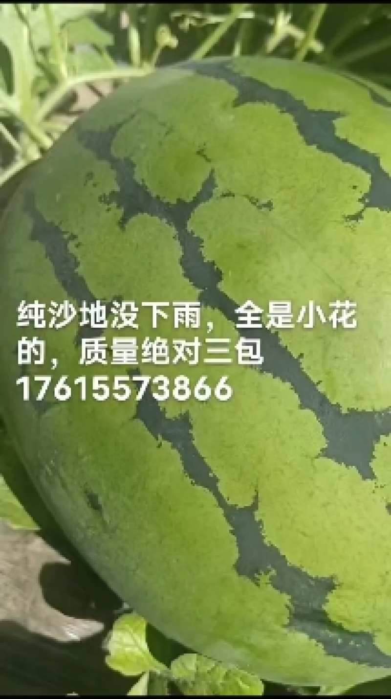 保康西瓜