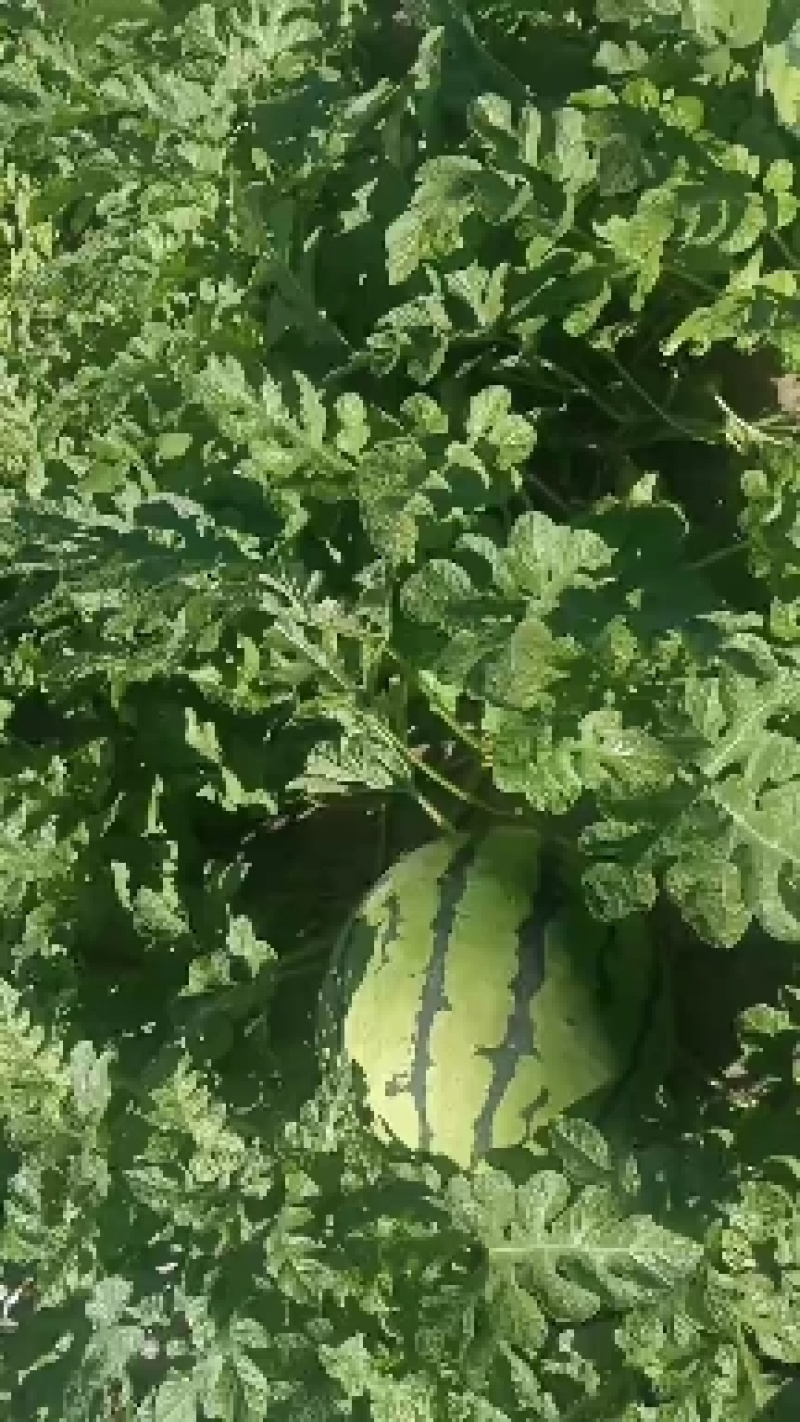 保康西瓜