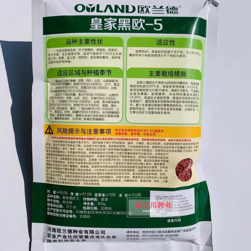 欧兰德**黑欧-5黑圆叶菠菜种子耐低温易捆扎肉厚直立