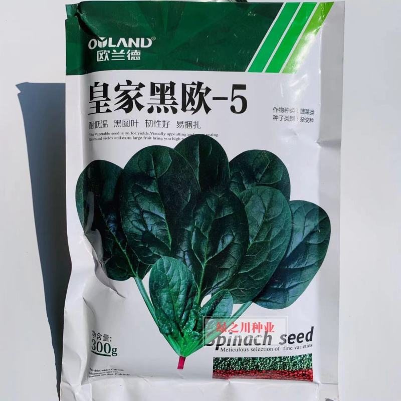 欧兰德**黑欧-5黑圆叶菠菜种子耐低温易捆扎肉厚直立