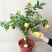 柠檬树盆栽室内阳台办公室四季种植花卉绿植易成活3年苗