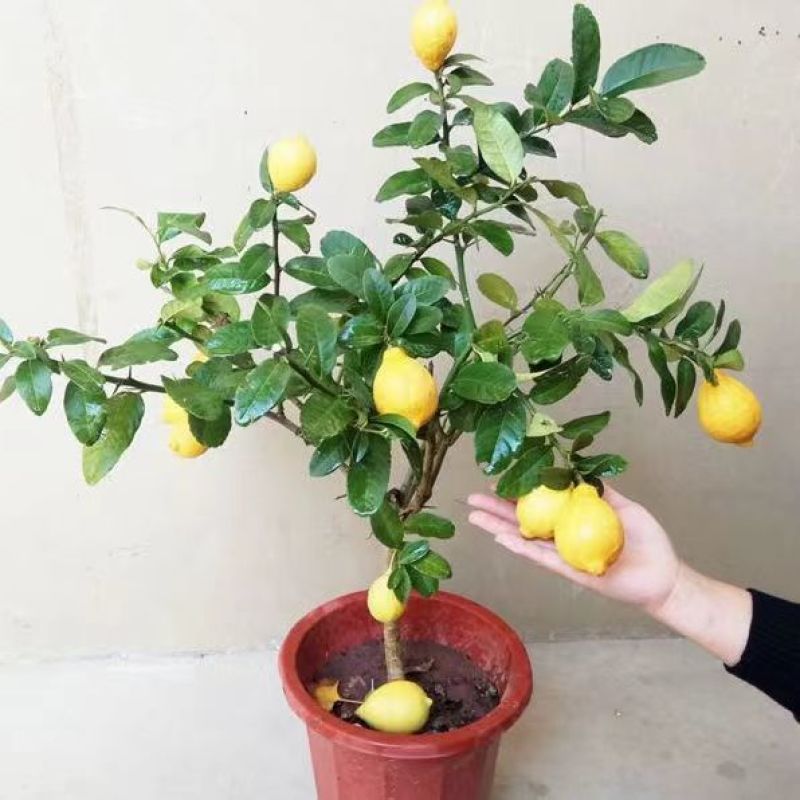 柠檬树盆栽室内阳台办公室四季种植花卉绿植易成活3年苗
