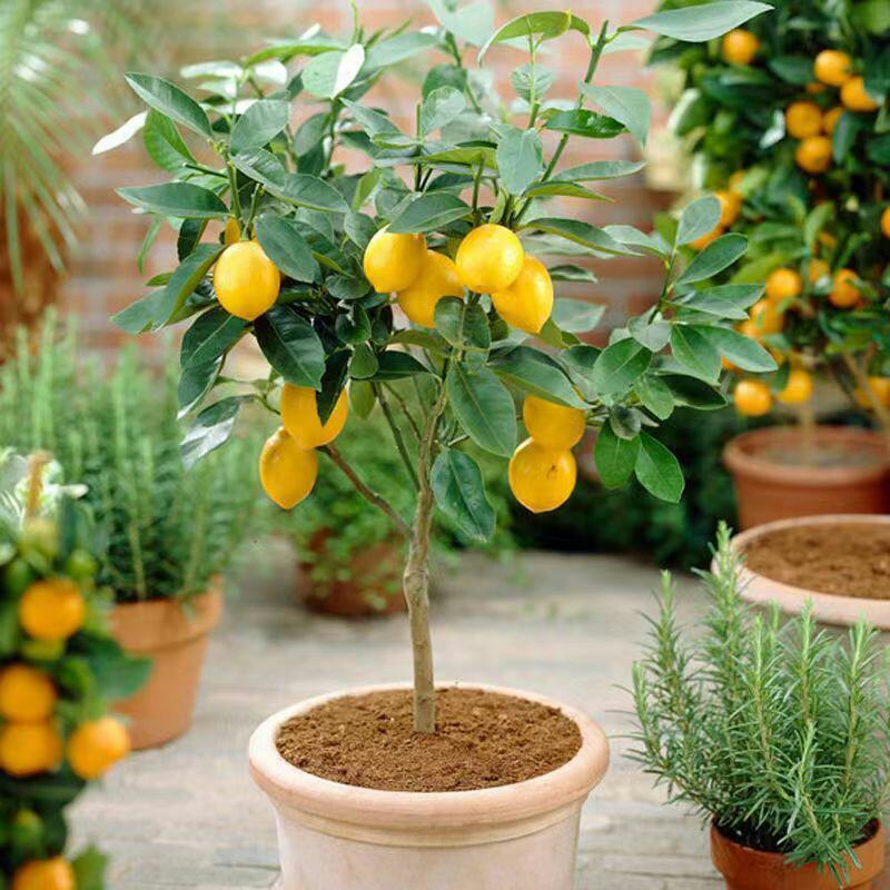 柠檬树盆栽室内阳台办公室四季种植花卉绿植易成活3年苗