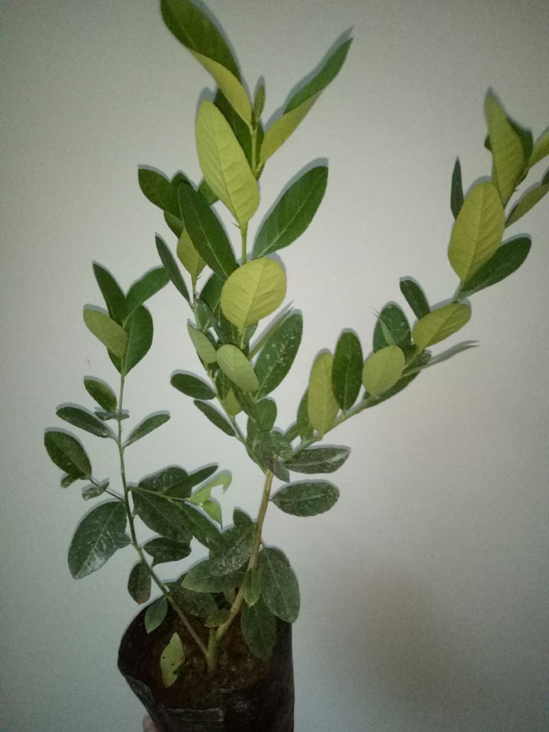 柠檬树盆栽室内阳台办公室四季种植花卉绿植易成活3年苗