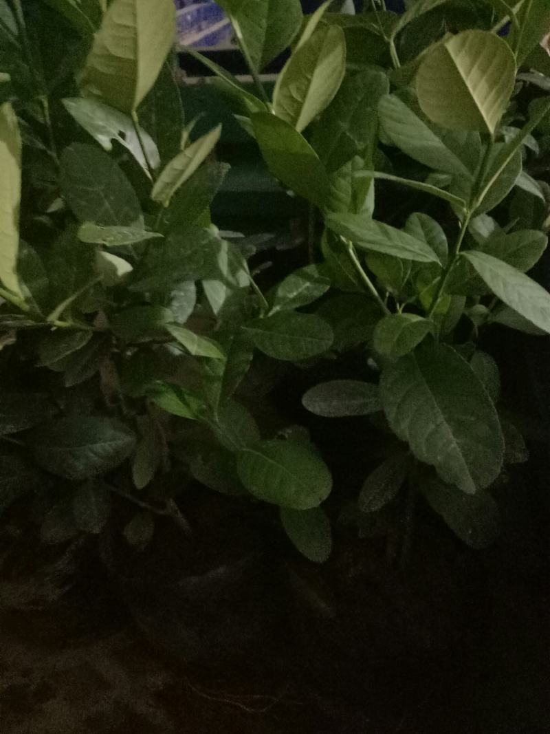 柠檬树盆栽室内阳台办公室四季种植花卉绿植易成活3年苗