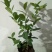 柠檬树盆栽室内阳台办公室四季种植花卉绿植易成活3年苗