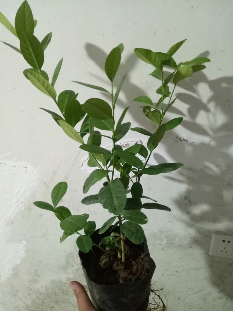 柠檬树盆栽室内阳台办公室四季种植花卉绿植易成活3年苗