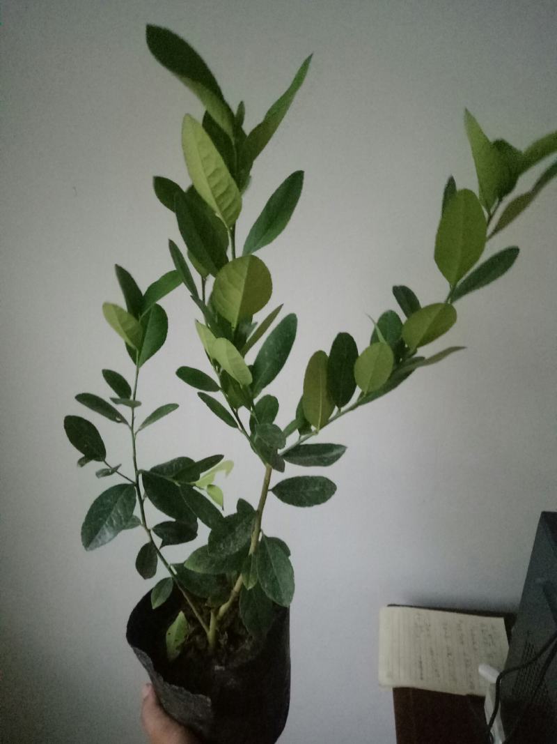 柠檬树盆栽室内阳台办公室四季种植花卉绿植易成活3年苗