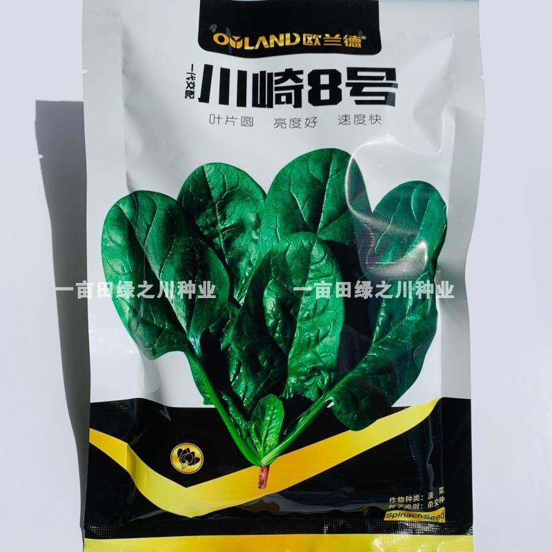 欧兰德川崎8号黑圆叶菠菜种子深绿趴地菠菜春秋露地越冬