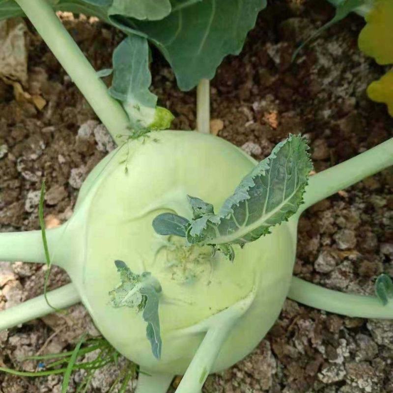 科萌三号水果苤蓝种子翠绿扁圆球苤蓝种籽脆甜春秋季苤兰蔬菜