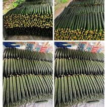 山东沂南精品密刺黄瓜油亮，产地直供，品质保证，房庄子市场。