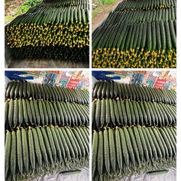 山东沂南精品密刺黄瓜油亮，产地直供，品质保证，房庄子市场。