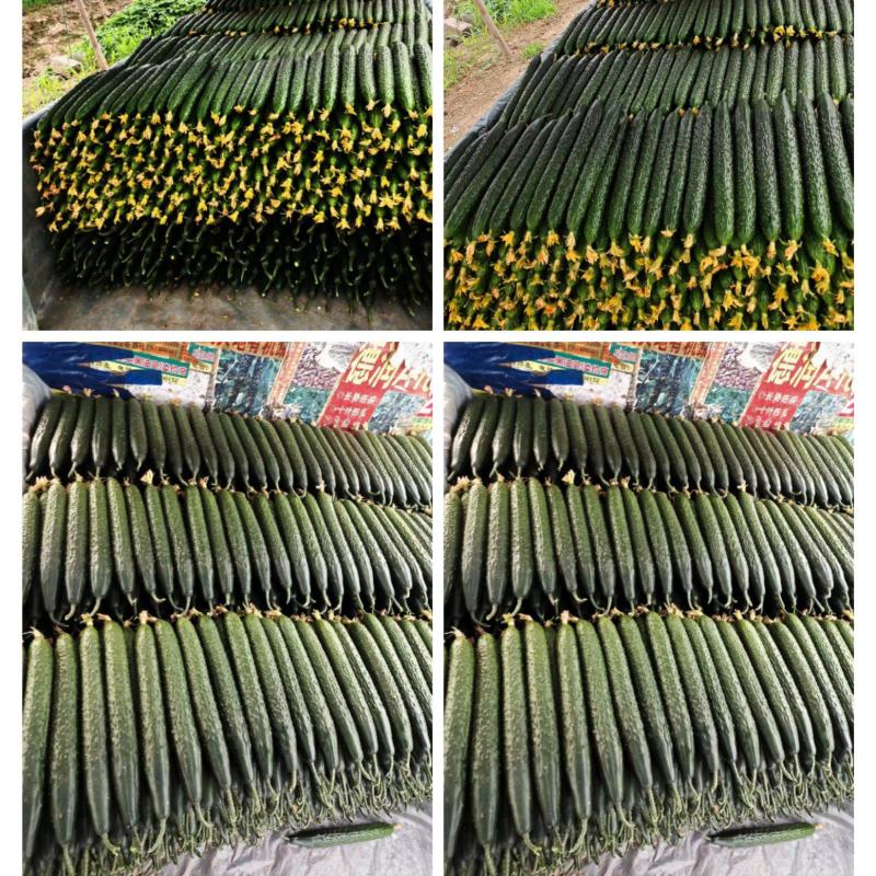 山东沂南精品密刺黄瓜油亮，产地直供，品质保证，房庄子市场。