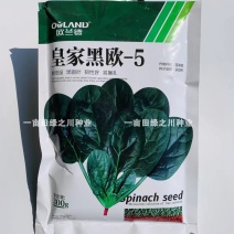 欧兰德**黑欧-5黑圆叶菠菜种子耐低温易捆扎肉厚直立