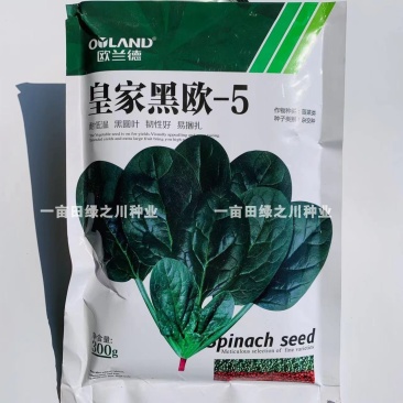 欧兰德**黑欧-5黑圆叶菠菜种子耐低温易捆扎肉厚直立