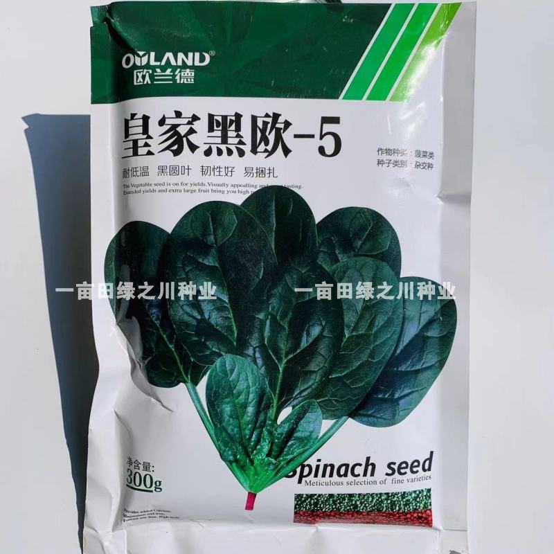 欧兰德**黑欧-5黑圆叶菠菜种子耐低温易捆扎肉厚直立