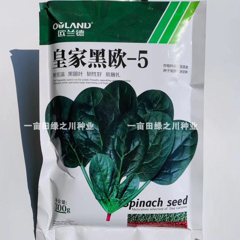 欧兰德**黑欧-5黑圆叶菠菜种子耐低温易捆扎肉厚直立