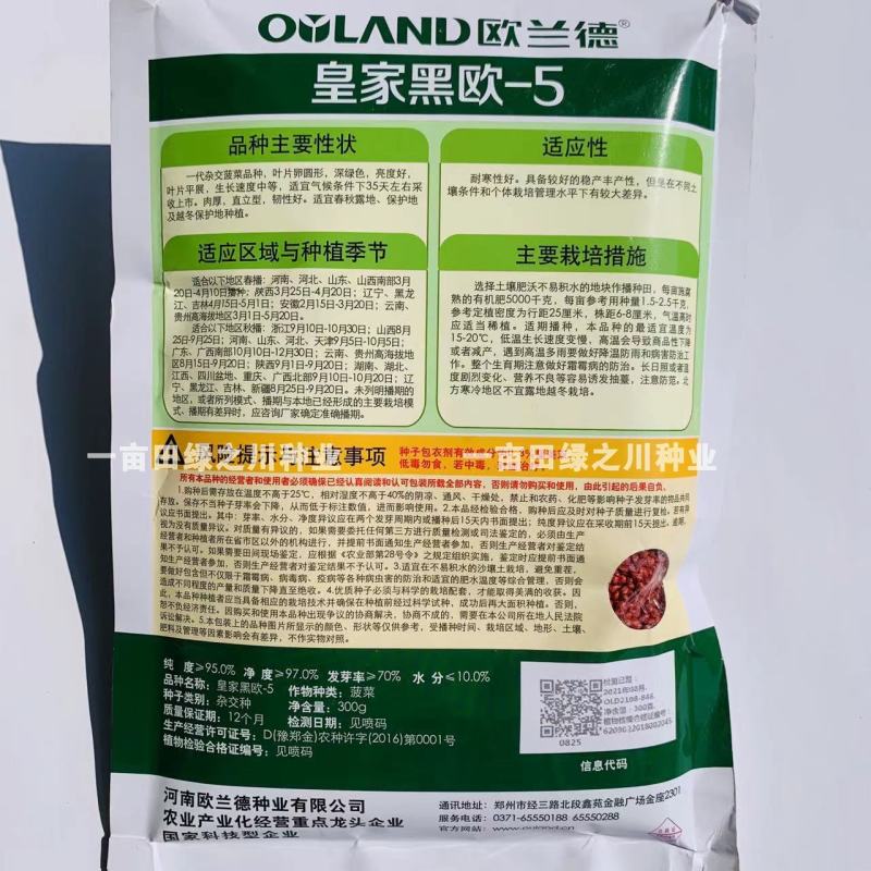 欧兰德**黑欧-5黑圆叶菠菜种子耐低温易捆扎肉厚直立