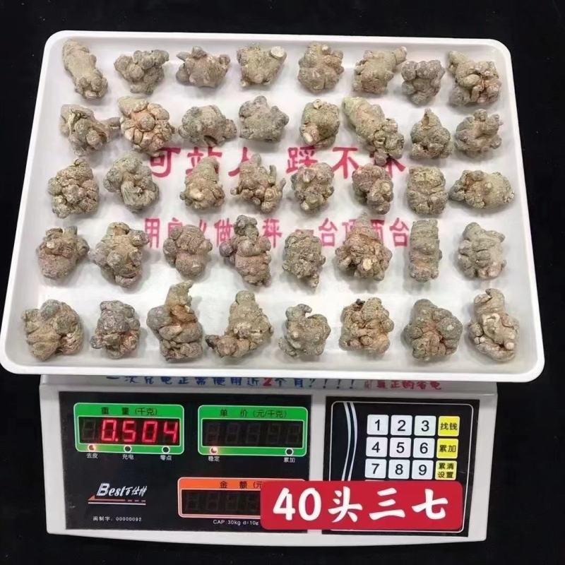 云南文山三七田七红土三七田七现货批发包邮