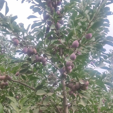 伽师县新西梅