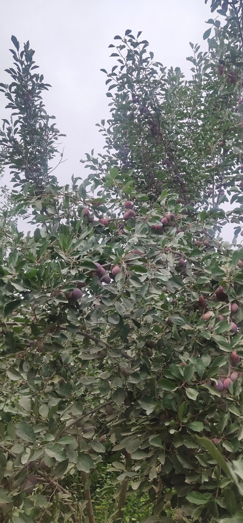 伽师县新西梅