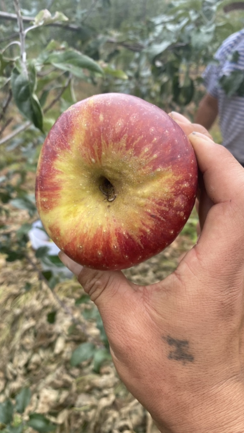 云南华硕苹果还有现货一顿多可以搭货可以帮找货