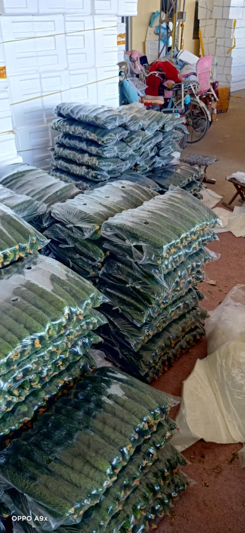 山东沂南精品密刺黄瓜油亮，产地直供，品质保证，房庄子市场。
