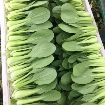 陕西精品青菜