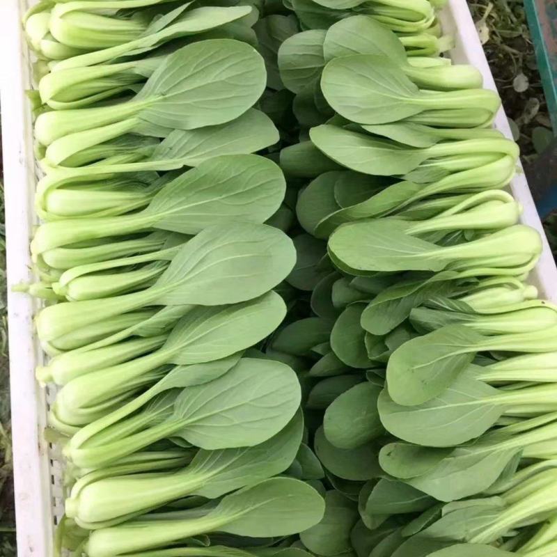 陕西精品青菜