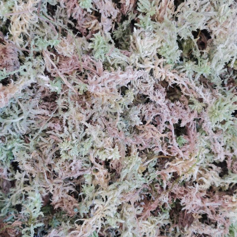 水苔