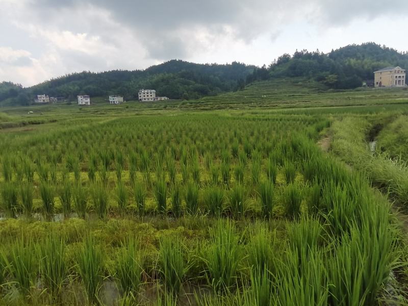 水苔