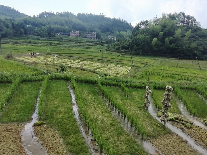 水苔