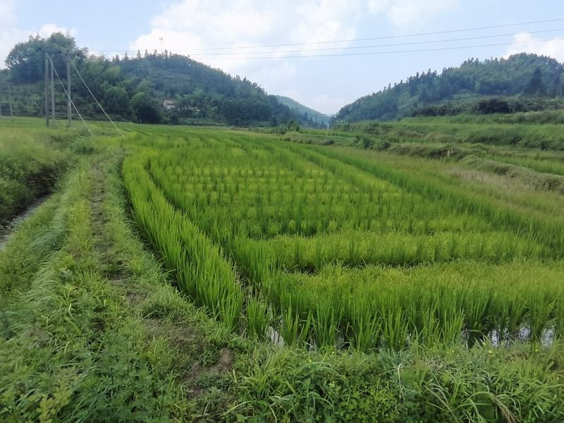 水苔