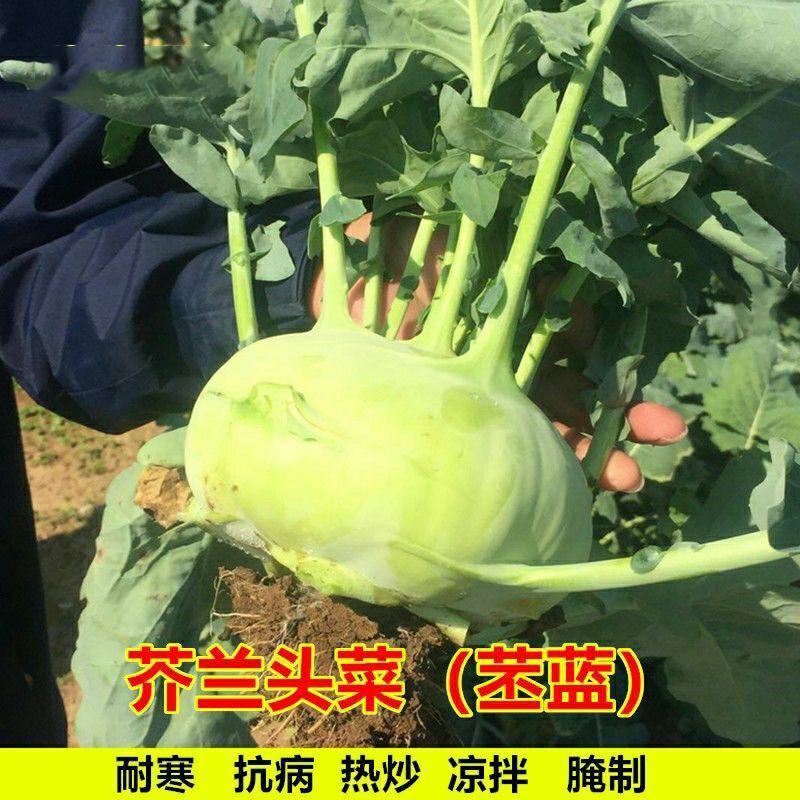 丕兰种子傲川三系杂交青丕蓝种子早熟丰产抗病优质年平均春秋