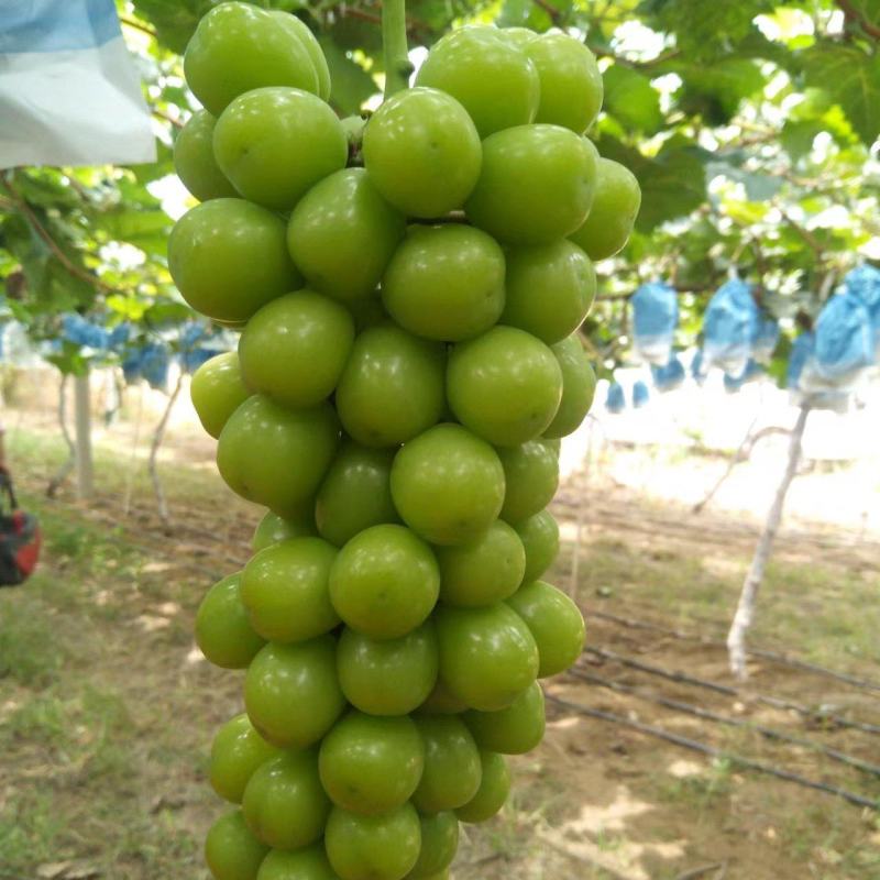 阳光玫瑰，货源充足，我们这里种植面积大，冷库货