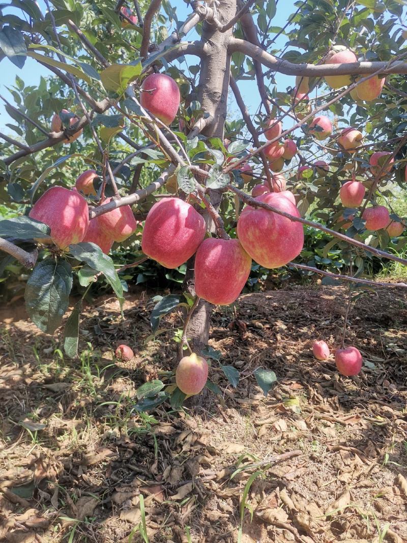 苹果/鲁丽苹果颜色漂亮口感甜脆产地直发果型好个大欢迎各地采购