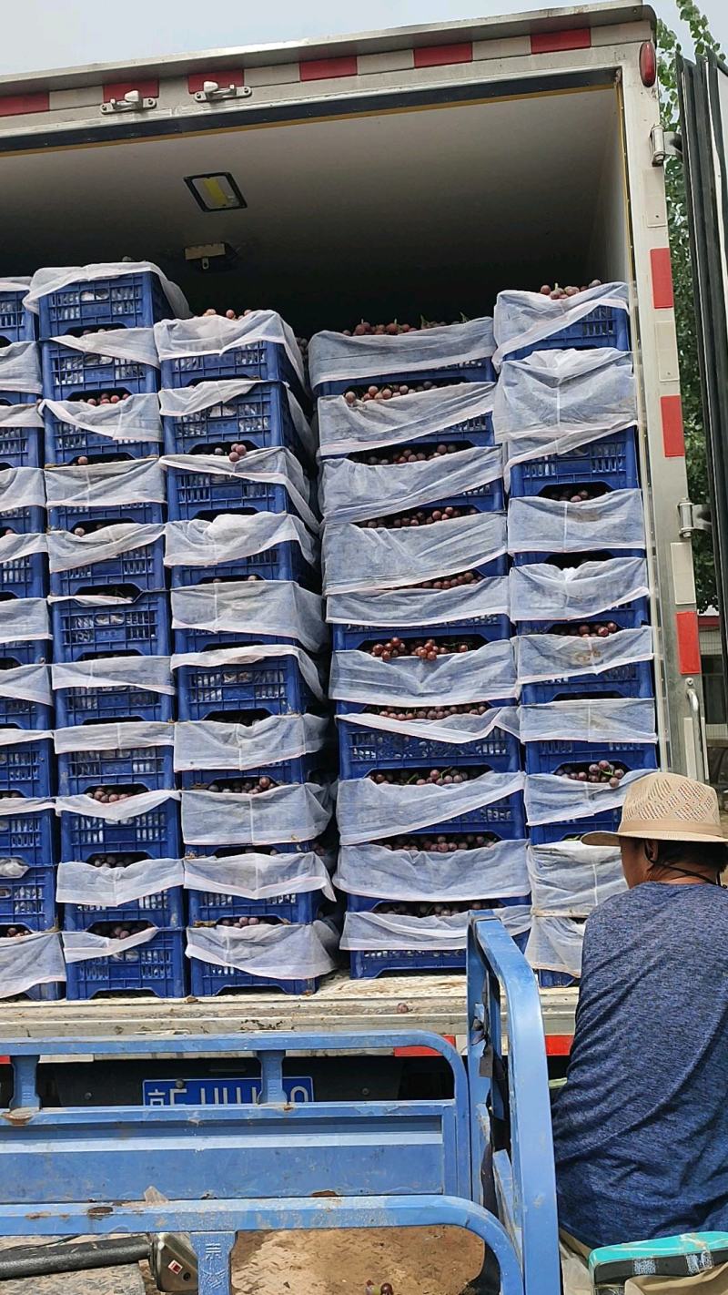 【热卖推荐】河北巨峰葡萄大量上市沙地种植皮薄汁甜一手货源