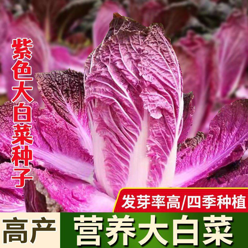 蔬菜种子白菜种子紫色白菜种子秋冬大白菜种子高产白菜种种子