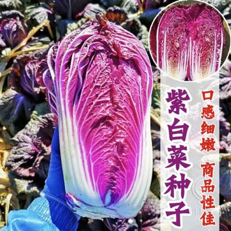 蔬菜种子白菜种子紫色白菜种子秋冬大白菜种子高产白菜种种子