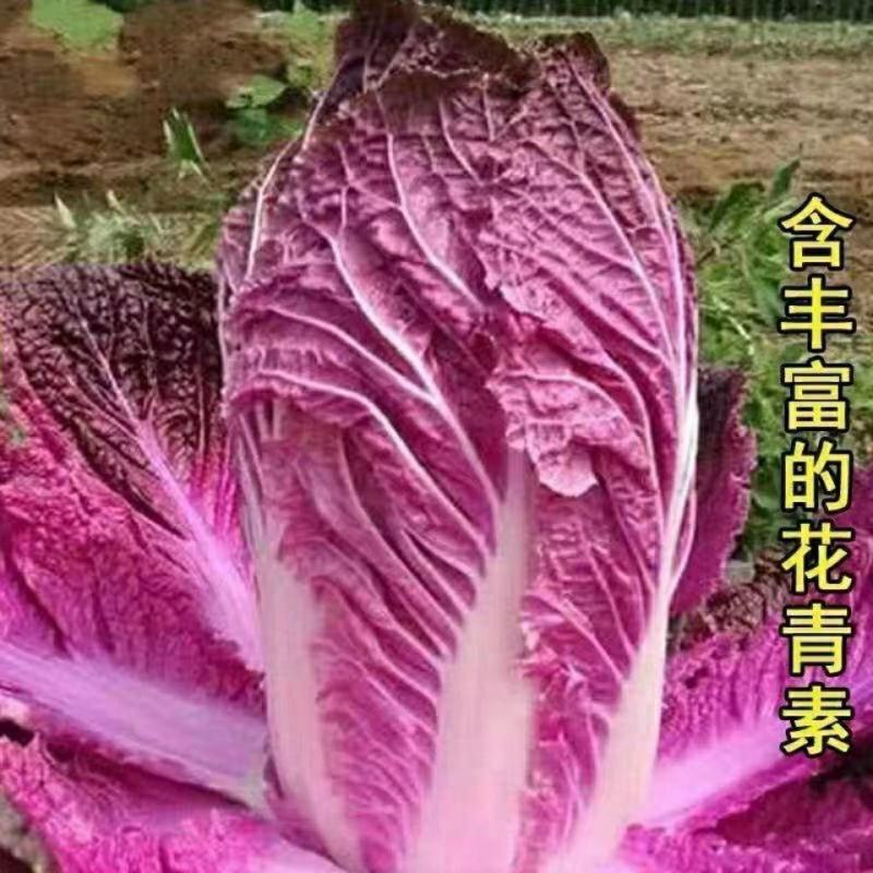 蔬菜种子白菜种子紫色白菜种子秋冬大白菜种子高产白菜种种子