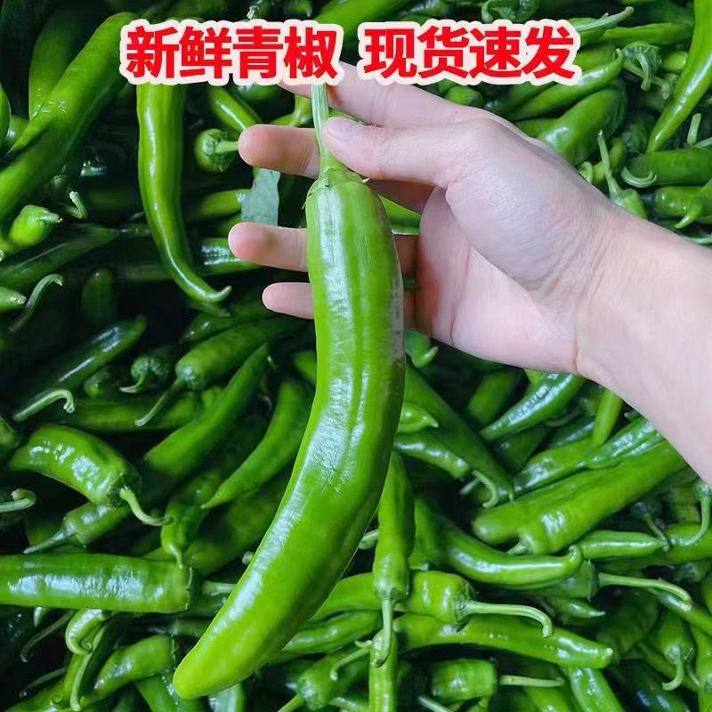 【实力】山东青尖椒大量上市货源充足品质可靠欢迎订购