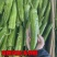 【推荐】青尖椒大量上市新鲜青椒现货现发品质保证