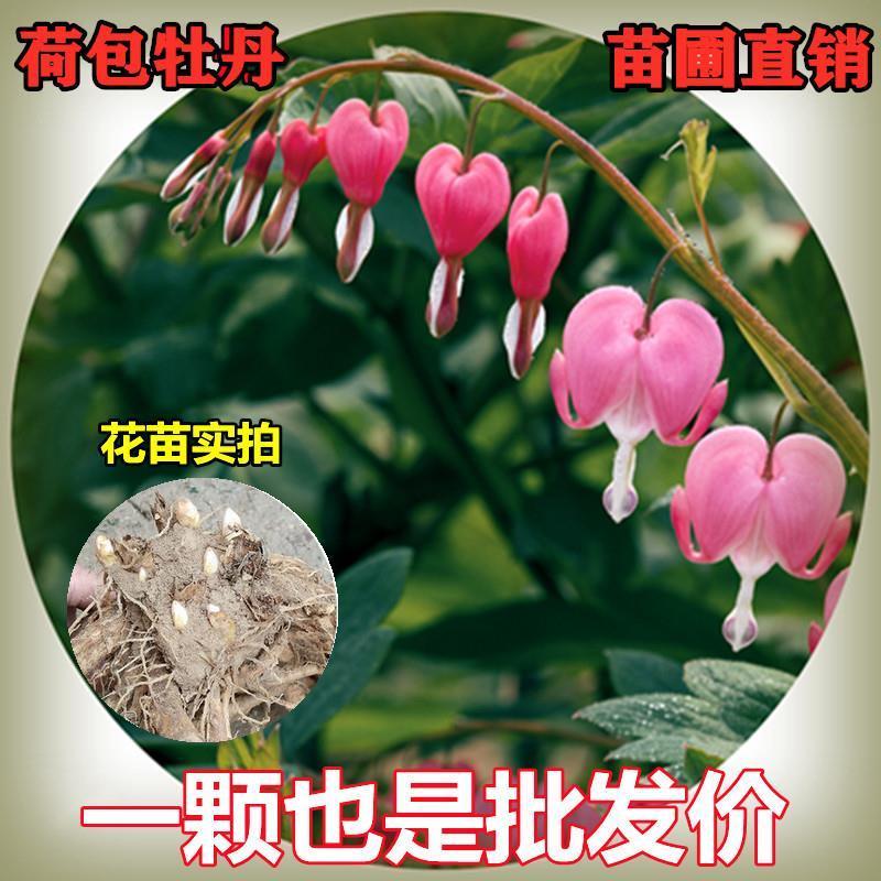 荷包牡丹根牡丹花苗盆栽铃心草兔儿花南方北方种植耐寒多年生