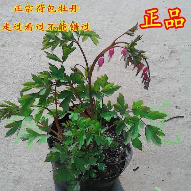 荷包牡丹根牡丹花苗盆栽铃心草兔儿花南方北方种植耐寒多年生