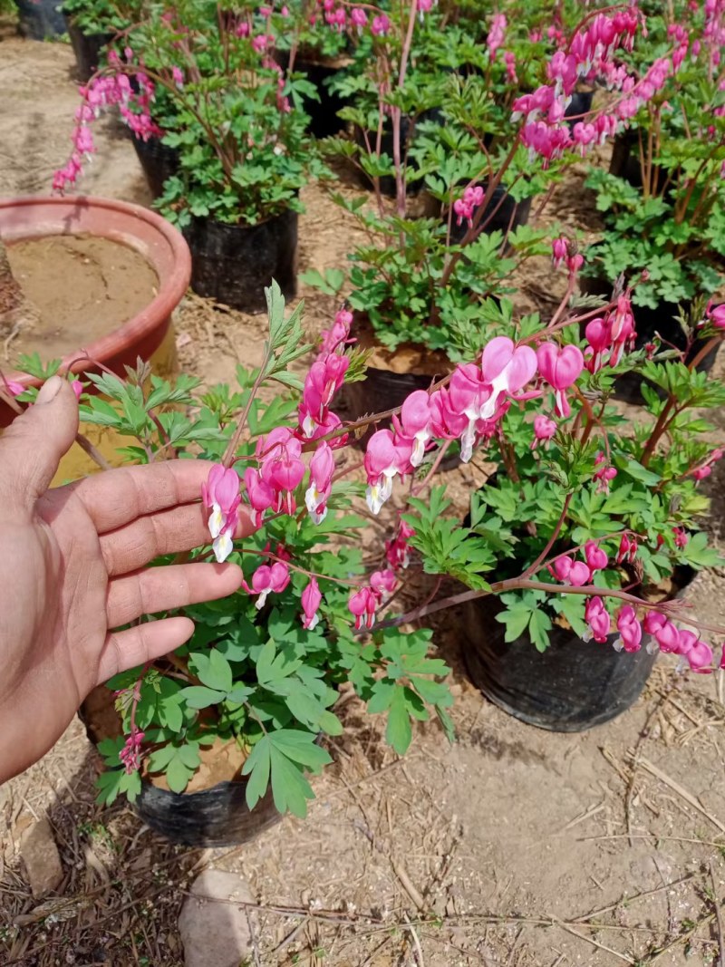 荷包牡丹根牡丹花苗盆栽铃心草兔儿花南方北方种植耐寒多年生
