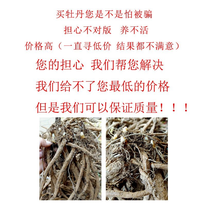 荷包牡丹根牡丹花苗盆栽铃心草兔儿花南方北方种植耐寒多年生